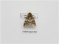 藏品(夙舟蛾屬)的圖片